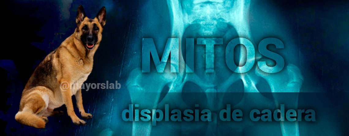 5 Mitos sobre displasia de cadera en - Mayorslab :