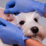 Razas de perro más propensas a sufrir otitis